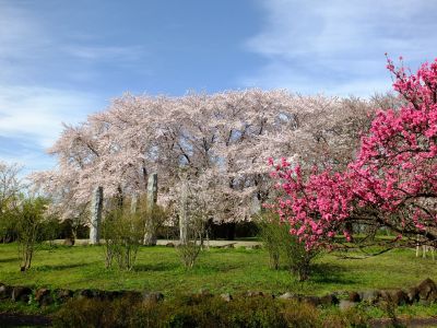 八幡山公園
