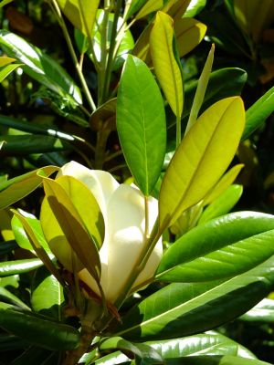 正覚寺（泰山木）
