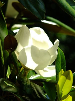 正覚寺（泰山木）
