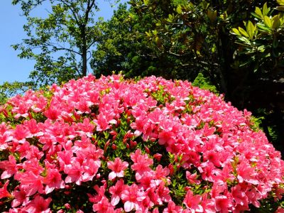 正覚寺（さつき）
