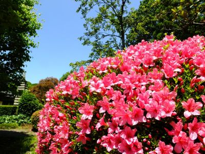 正覚寺（さつき）
