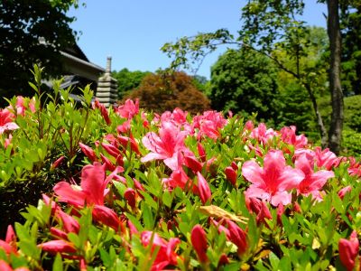 正覚寺（さつき）
