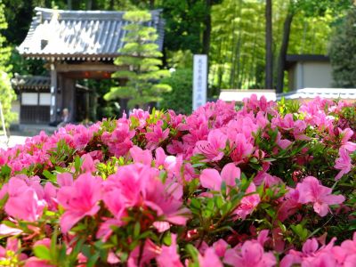 正覚寺（さつき）
