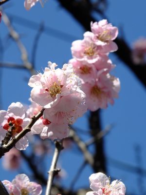自性院（梅の花）
