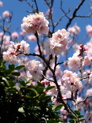 自性院（梅の花）
