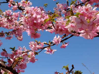 茅ヶ崎公園（河津ざくら）
