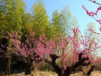 荏田南5丁目（桃の花）
