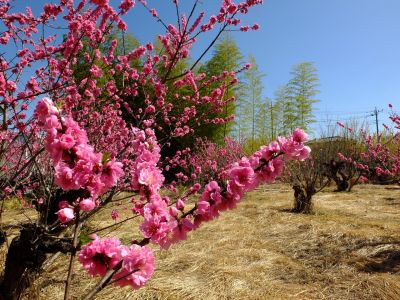 荏田南5丁目（桃の花）
