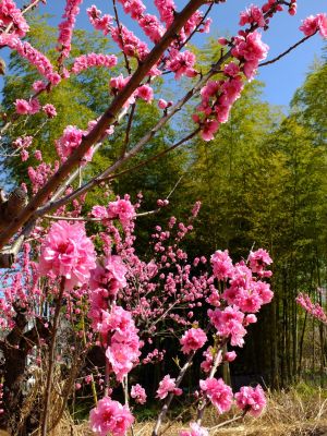 荏田南5丁目（桃の花）
