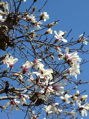 荏田南5丁目（こぶしの花）
