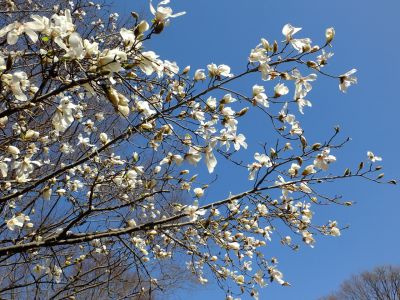 都筑中央公園（こぶしの花）
