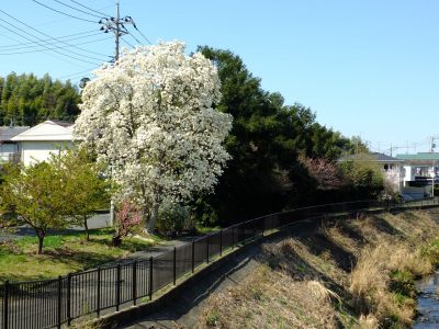 矢崎橋（モクレンの花）
