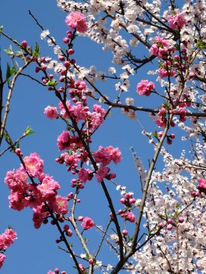 八幡山公園（桃と杏の花）
