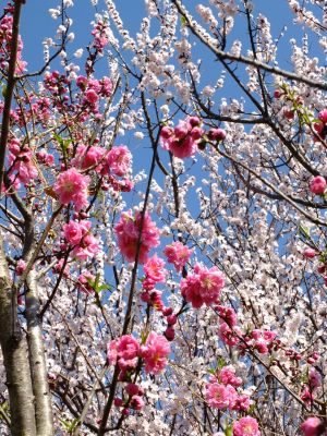 八幡山公園（桃と杏の花）
