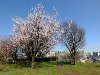 八幡山公園
