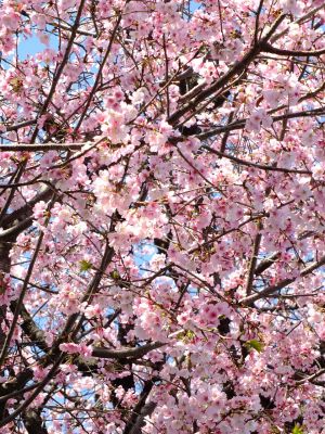 荏田小学校の桜
