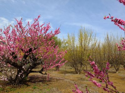 荏田南5丁目（花桃園）
