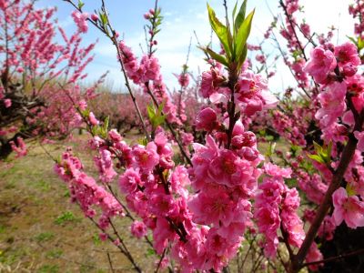 荏田南5丁目（花桃園）
