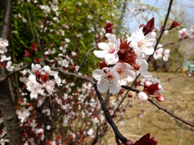 荏田南5丁目（花桃園）
