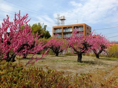 荏田南5丁目（花桃園）
