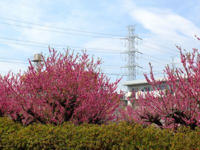 荏田南5丁目（花桃園）
