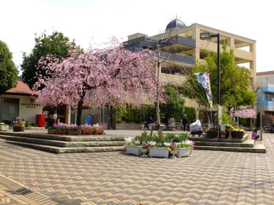 荏田近隣センター（しざれ桜）
