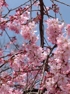 荏田近隣センター（しざれ桜）
