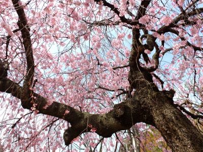 荏田近隣センター（しざれ桜）
