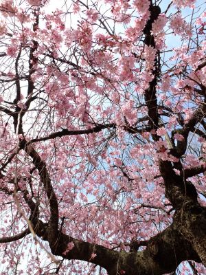 荏田近隣センター（しざれ桜）
