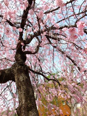 荏田近隣センター（しざれ桜）
