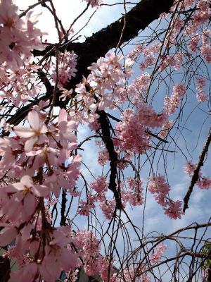荏田近隣センター（しざれ桜）
