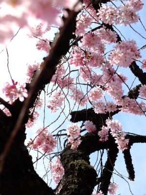 荏田近隣センター（しざれ桜）
