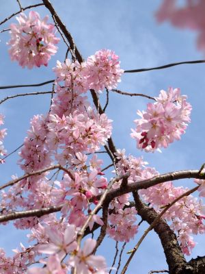 荏田近隣センター（しざれ桜）
