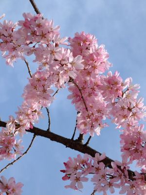 荏田近隣センター（しざれ桜）
