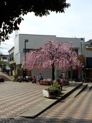 荏田近隣センター（しざれ桜）
