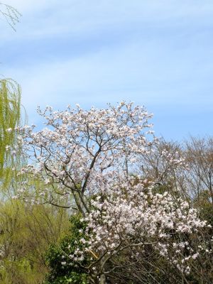 都筑中央公園（こぶし）
