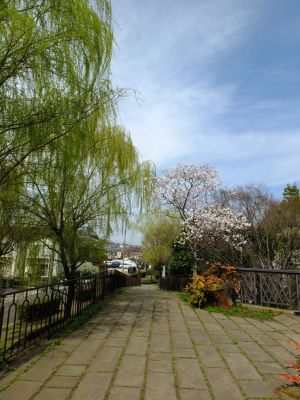 都筑中央公園（こぶし）
