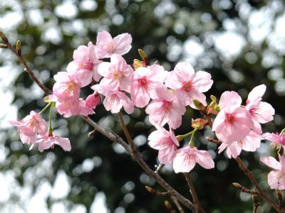 都筑中央公園（横浜緋桜）
