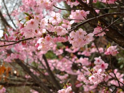都筑中央公園（横浜緋桜）
