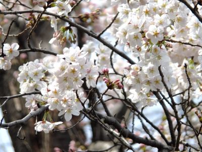 杉山神社（染井吉野）
