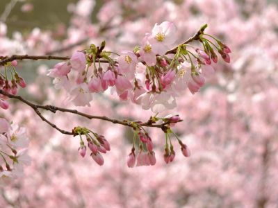 早渕川親水公園（神代曙）
