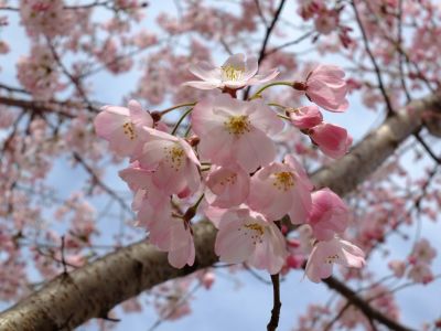早渕川親水公園（神代曙）
