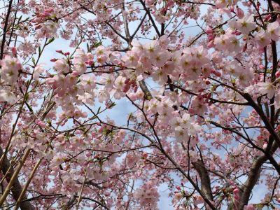 早渕川親水公園（神代曙）
