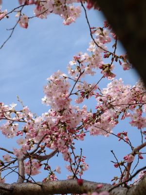 早渕川親水公園（神代曙）
