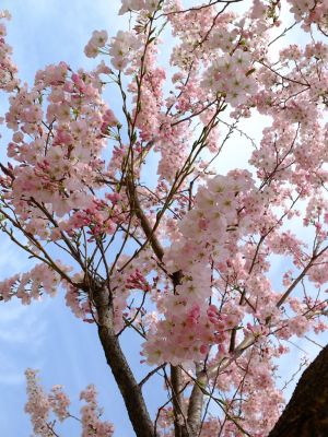 早渕川親水公園（神代曙）
