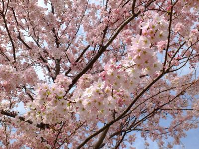 早渕川親水公園（神代曙）
