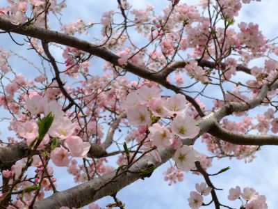 早渕川親水公園（神代曙）
