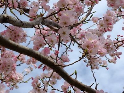 早渕川親水公園（神代曙）
