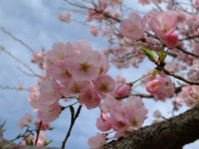 早渕川親水公園（神代曙）

