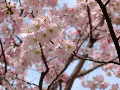 早渕川親水公園（神代曙）
